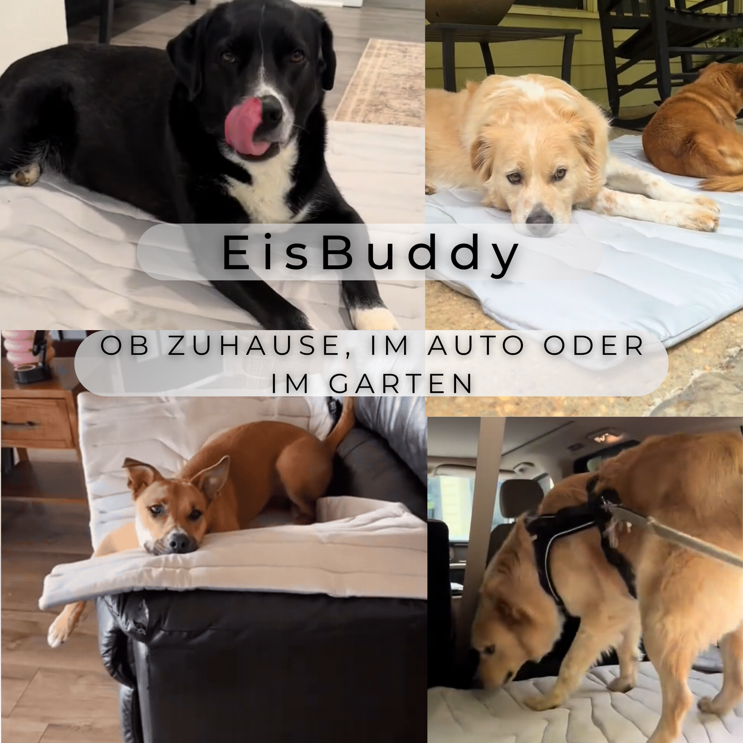 EisBuddy